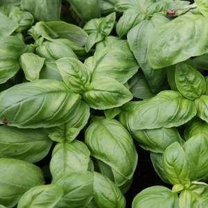Image of Basil Leaves