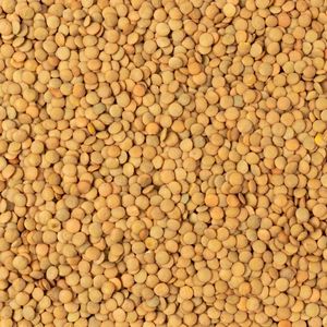 Image of Brown Lentils Dry