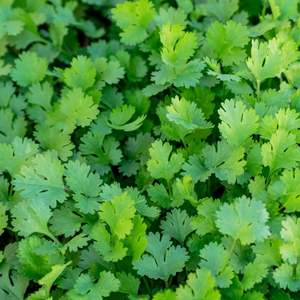 Image of Coriander