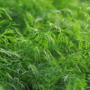 Image of Dill