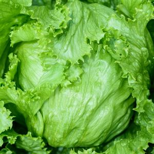 Image of Iceberg Lettuce
