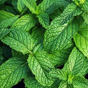 Image of Mint
