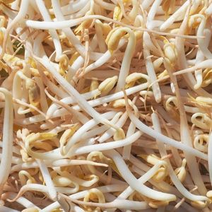 Image of Mung Bean Sprouts