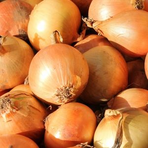 Image of Onion – Brown