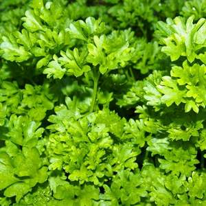 Image of Parsley