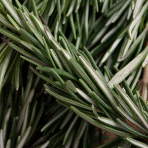 Image of Rosemary Leaves
