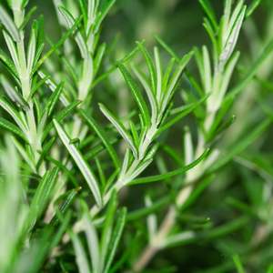 Image of Rosemary