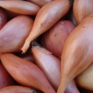 Image of shallot